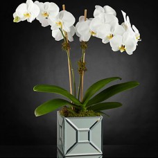 The FTD Elegant Impressions Luxury Orchid a1269